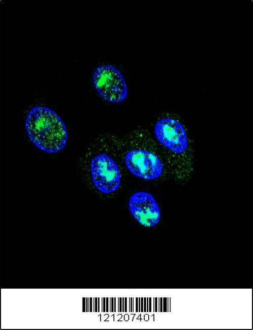 Anti-FOXP2 (C-term) Antibody