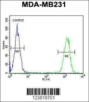 Anti-KIR2DL2 (C-term) Antibody