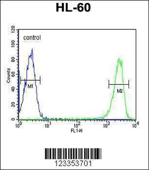 Anti-KIR2DS3 (C-term) Antibody
