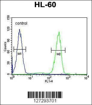 Anti-AFTPH (C-term) Antibody