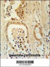 Anti-Z385B (N-term) Antibody