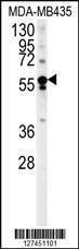 Anti-ARHGEF3 (Center) Antibody