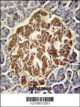 Anti-GCH1 (N-term) Antibody