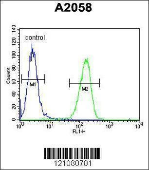 Anti-GSTO2 (Center) Antibody