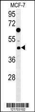 Anti-DNAJA1 (Center) Antibody