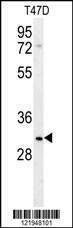 Anti-LRRC52 (C-term) Antibody