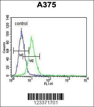 Anti-CS (N-term) Antibody