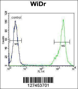 Anti-C4BPA (C-term) Antibody