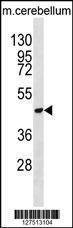 Anti-DDX47 (C-term) Antibody