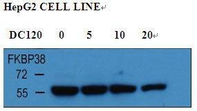 Anti-FKBP8 (Center) Antibody