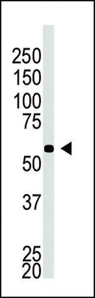 Anti-BACE2C (C-term) Antibody