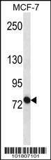 Anti-ABCB10 (N-term) Antibody
