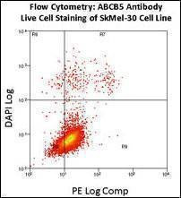 Anti-ABCB5 (N-term) Antibody