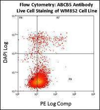 Anti-ABCB5 (N-term) Antibody
