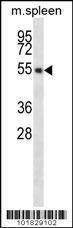 Anti-EDG6 (N-term) Antibody
