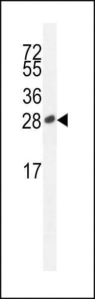 Anti-ICOS (C-term) Antibody