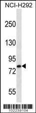 Anti-LRP3 (C-term) Antibody