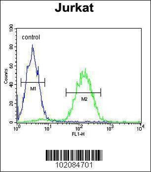 Anti-MAGEA3 (C-term) Antibody