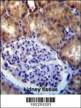 Anti-MLLT7 (N-term) Antibody