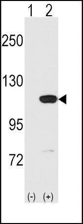 Anti-MVP (C-term) Antibody