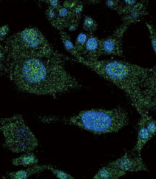 Anti-Mouse NOTCH3 (C-term) Antibody