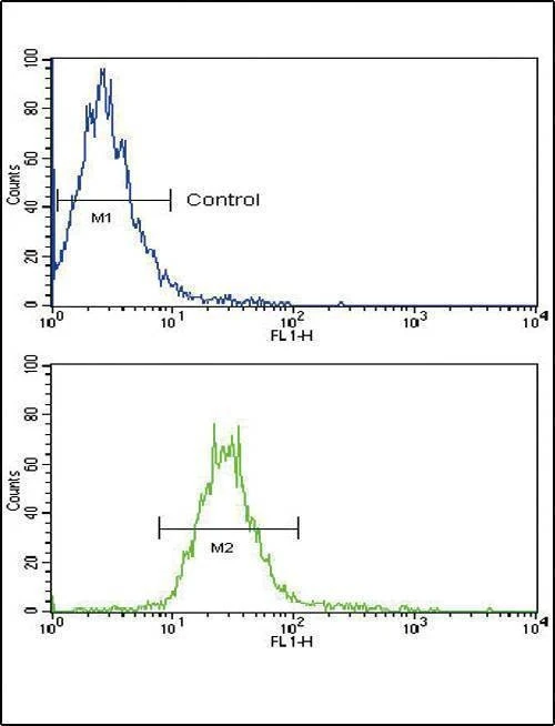 Anti-NRG1 (Center) Antibody