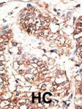 Anti-NRG3 (Center) Antibody