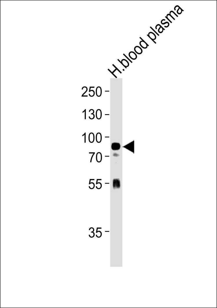 Anti-NRG3 (Center) Antibody