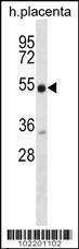 Anti-NRG3 (C-term) Antibody