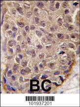 Anti-OAS1 (C-term) Antibody