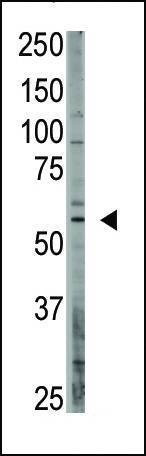 Anti-OASIS (C-term) Antibody