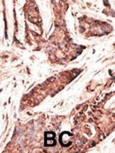 Anti-OASL (C-term) Antibody