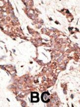 Anti-SIRT3 (C-term) Antibody