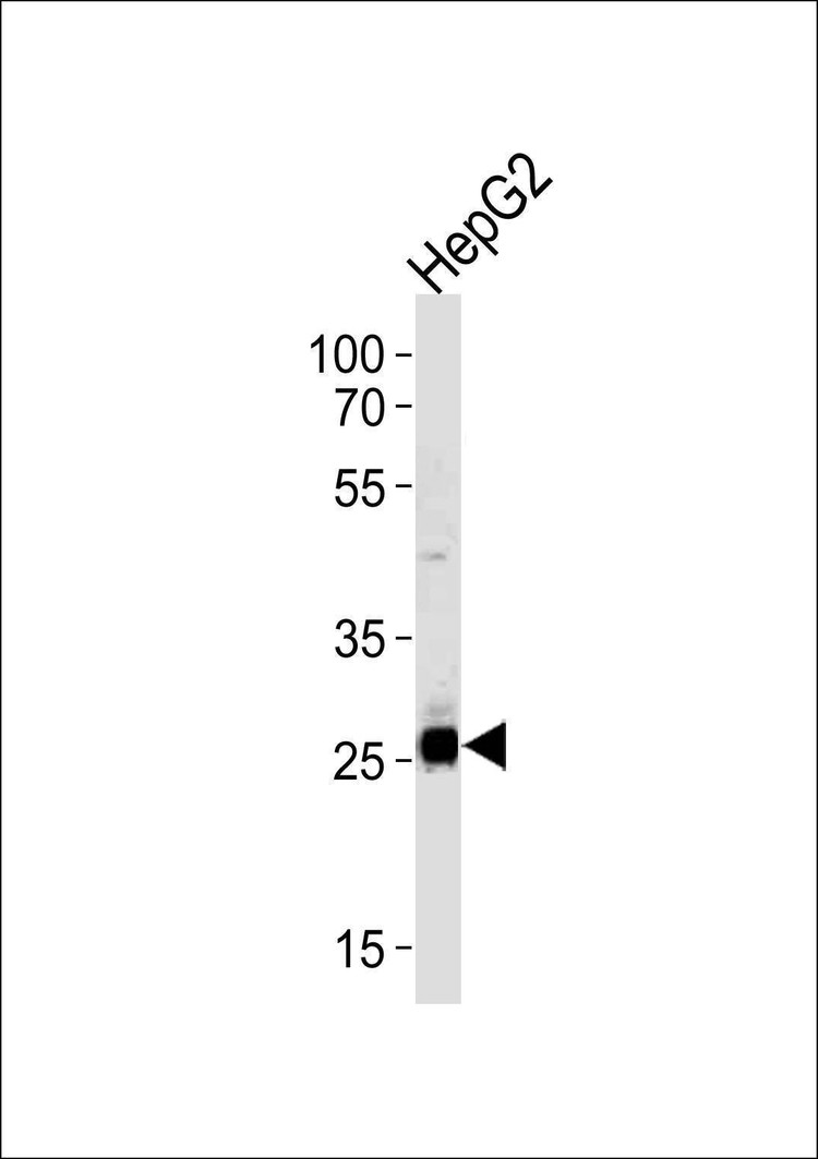 Anti-SIRT3 (C-term) Antibody