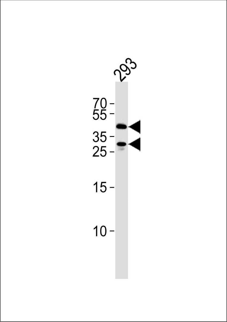 Anti-SIRT3 (C-term) Antibody