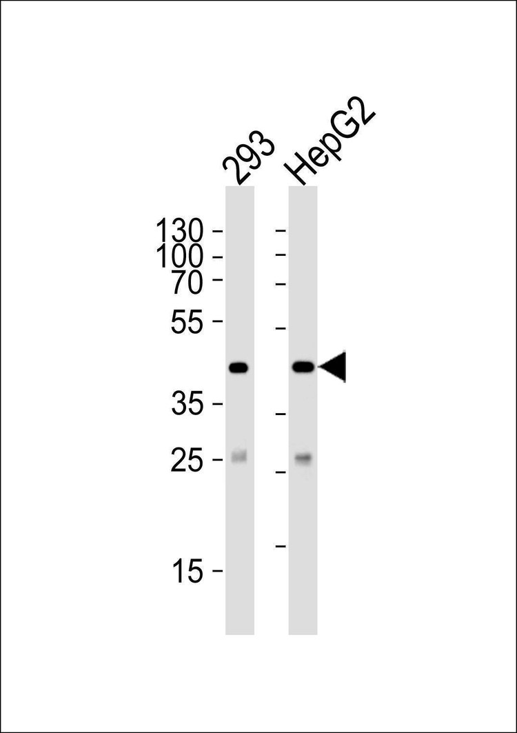 Anti-SIRT3 (C-term) Antibody