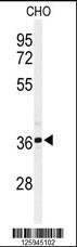 Anti-M Sirt3 (C-term) Antibody