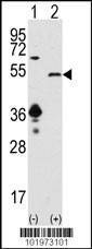 Anti-SIRT7 (C-term) Antibody