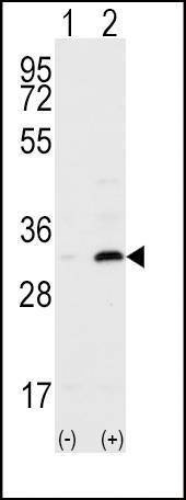 Anti-CD82 (ST6) (C-term) Antibody