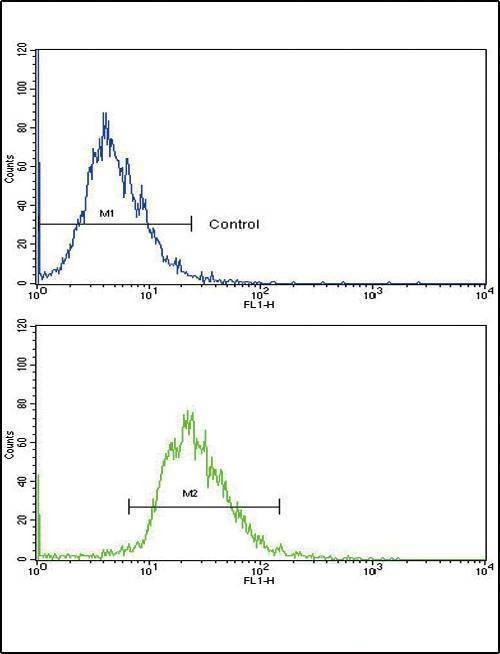 Anti-CD82 (ST6) (C-term) Antibody