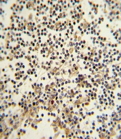 Anti-CD82 (ST6) (C-term) Antibody