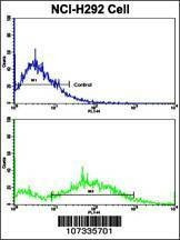 Anti-CCNE1 (C-term) Antibody