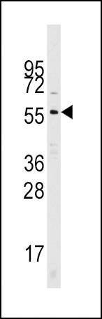 Anti-Mouse Cdc25A (N-term) Antibody