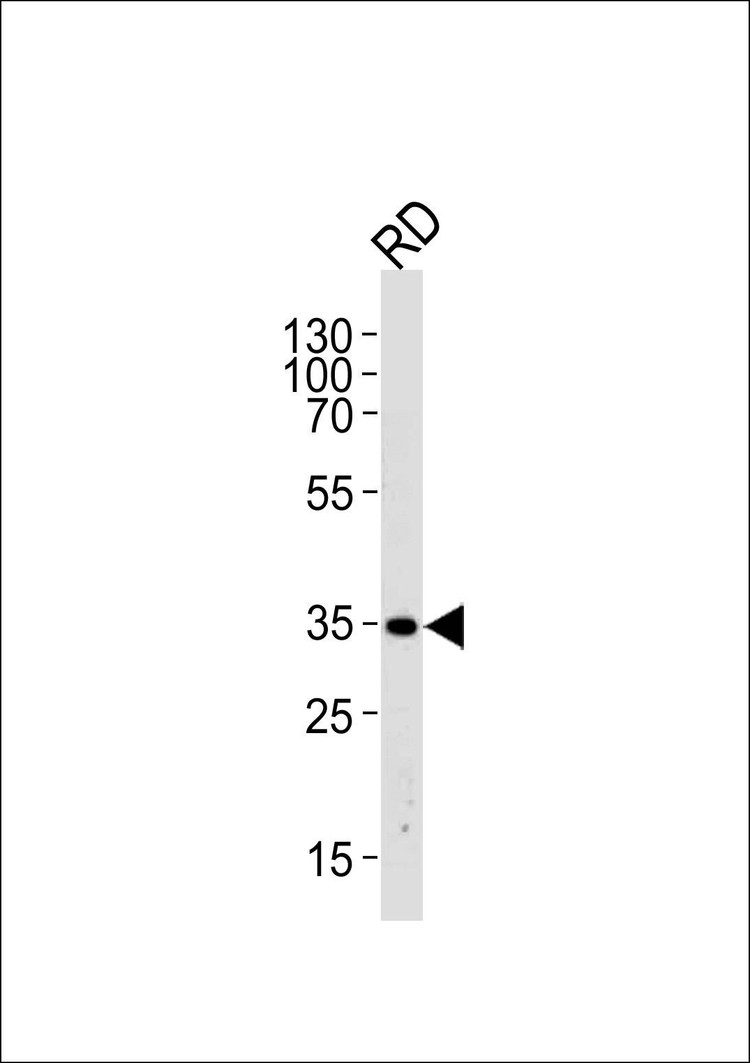 Anti-EDA (N-term) Antibody