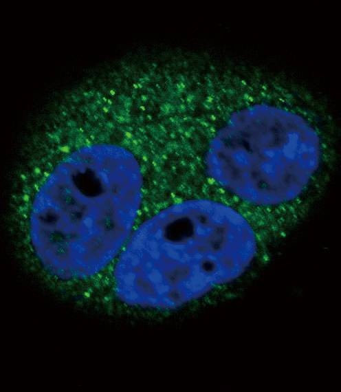 Anti-CD14 (N-term) Antibody
