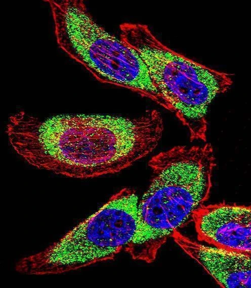 Anti-YBX1 (C-term) Antibody