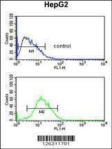 Anti-PARP16 (C-term) Antibody
