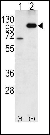 Anti-APP (C-term) Antibody