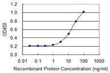 Anti-HOXA1 Antibody