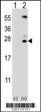 Anti-Kallikrein 6 (N-term) Antibody
